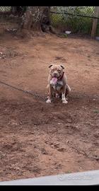 Pit bull ukc
