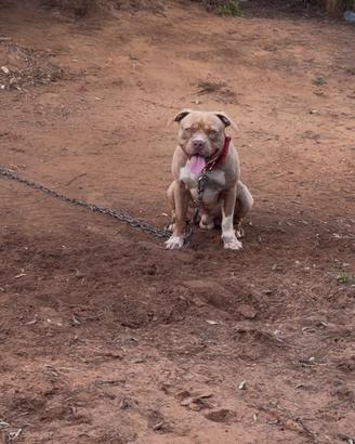 Pit bull ukc