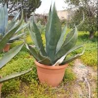 Piante grasse siciliane agave americana gigante