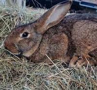 Conigli da allevamento familiare