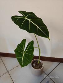 Alocasia Frydek-pianta rara
