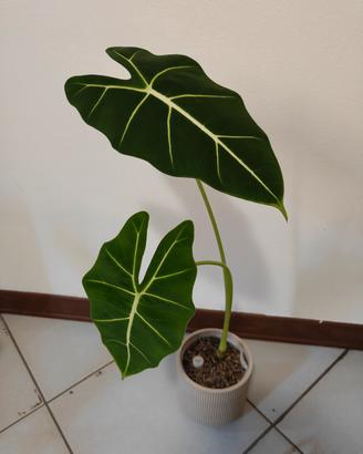 Alocasia Frydek-pianta rara