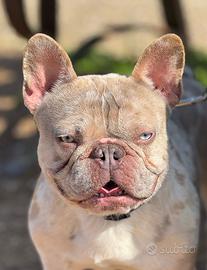 Bulldog francese per monta