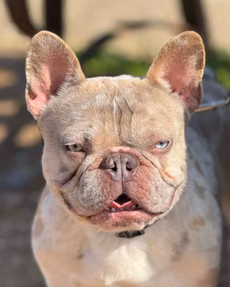 Bulldog francese per monta