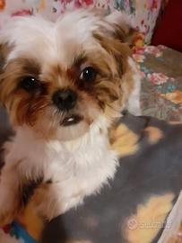 Cane schitzu e volpina