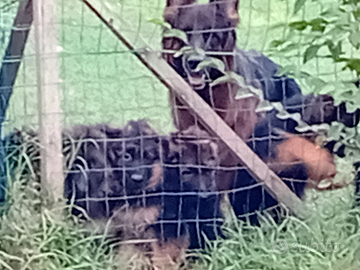 Cuccioli di Pastore Tedesco pelo lungo