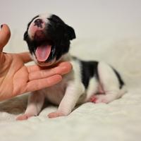 Cuccioli di Staffordshire Bull Terrier