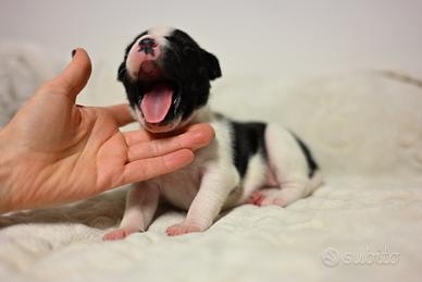 Cuccioli di Staffordshire Bull Terrier