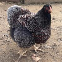 Galline livornesi