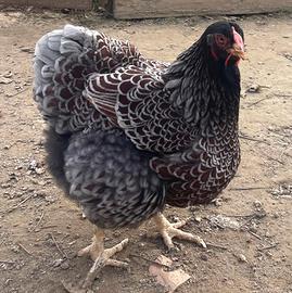 Galline Wyandotte