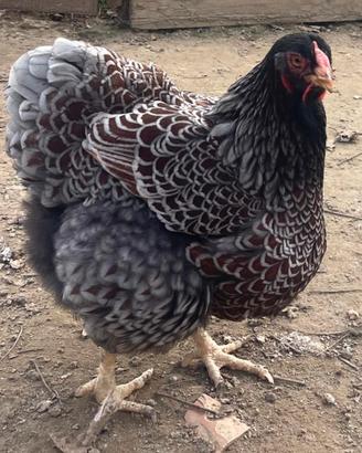 Galline Wyandotte e incubatrici
