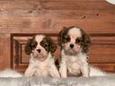 cavalier-king-charles-spaniel