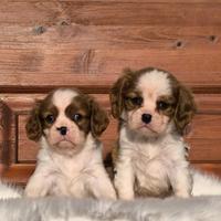 Cavalier king charles spaniel