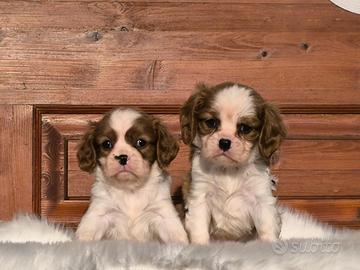 Cavalier king charles spaniel