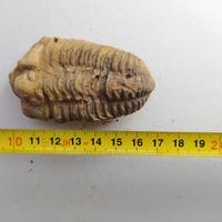 Fossile di Trilobite Calymene