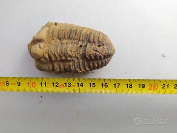 Fossile di Trilobite Calymene
