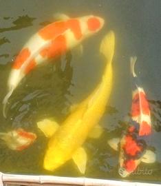 Carpe koi meravigliose