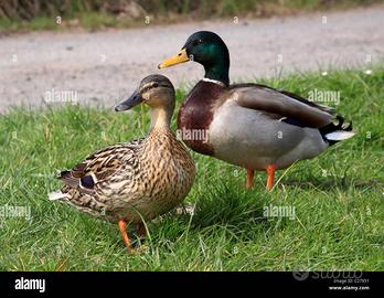 Anatre Germano reale