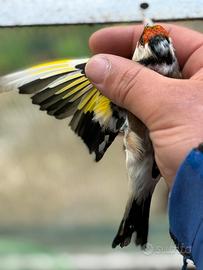 Cardellino mayor pezzato