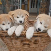 Cuccioli AKITA INU giaponese