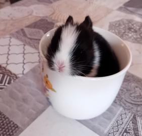 Morbidi orsacchiotti