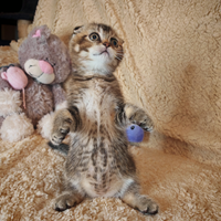 Gattino Scottish Fold