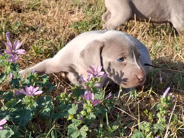 Cuccioli di Weimaraner