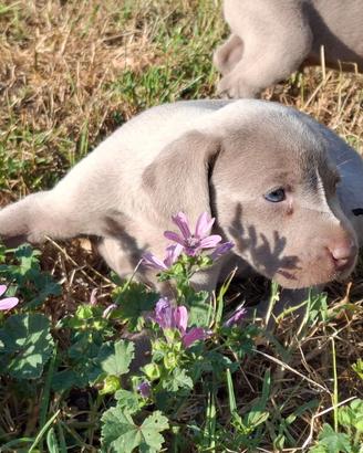 Cuccioli di Weimaraner