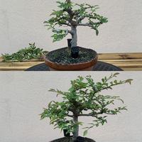 Consigli pratici per il tuo bonsai