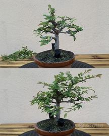 Consigli pratici per il tuo bonsai