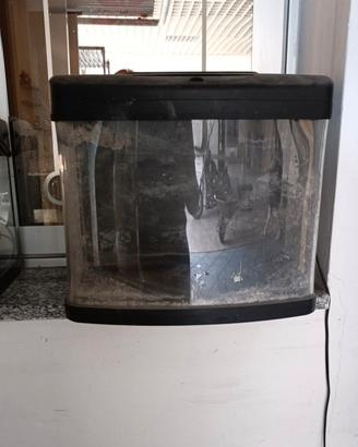  Acquario 