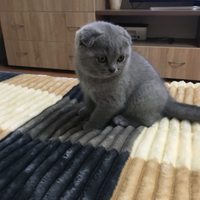 Scottish fold gattini