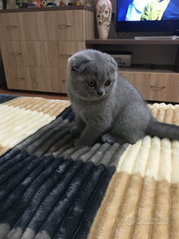 Scottish fold gattini