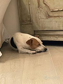 Jack Russell