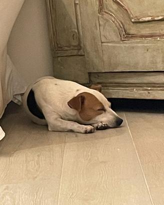 Jack Russell