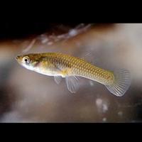 Pesci mangia zanzare