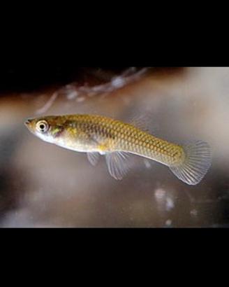 Pesci mangia zanzare