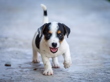 Cuccioli Jack Russel/Bassotto