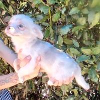 Chihuahua merle maschietto