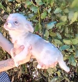 Chihuahua merle maschietto