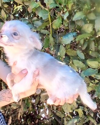 Chihuahua merle maschietto