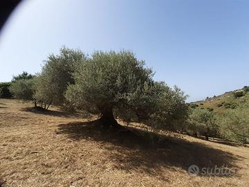 Terreno agricolo