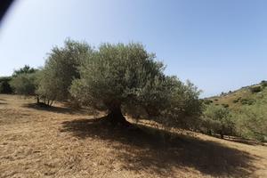 Terreno agricolo