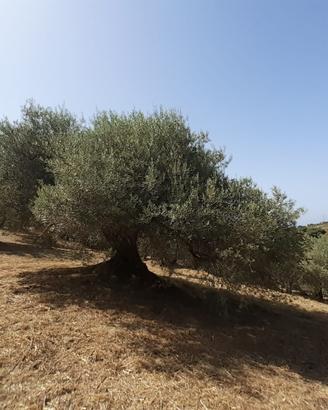 Terreno agricolo