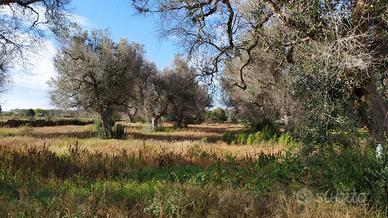 Terreno agricolo con alberi di ulivo
