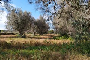 Terreno agricolo con alberi di ulivo