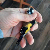 Cardellino gola bianca