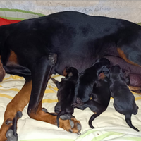 Dobermann cuccioli