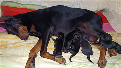 Dobermann cuccioli