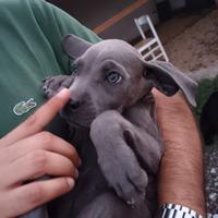 Splendidi Cuccioli di Corso